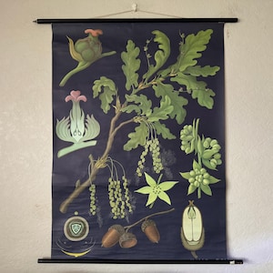 Cuadro escolar BOTÁNICO antiguo de ROBLE de Jung Koch Quentell, póster educativo enrollable.