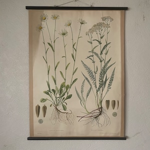 Vintage BOTANISCHE schoolkaart van margriet en duizendblad uit 1953 BLOEMEN