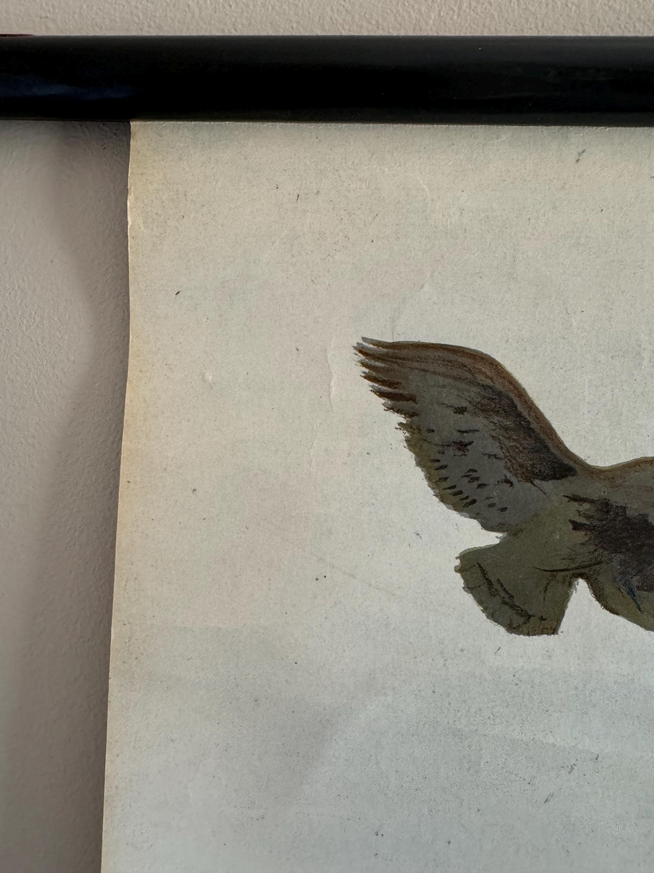 Vintage BIRDS OF PREY School Chart by Jung Koch Quentell. Raptors Linen ...