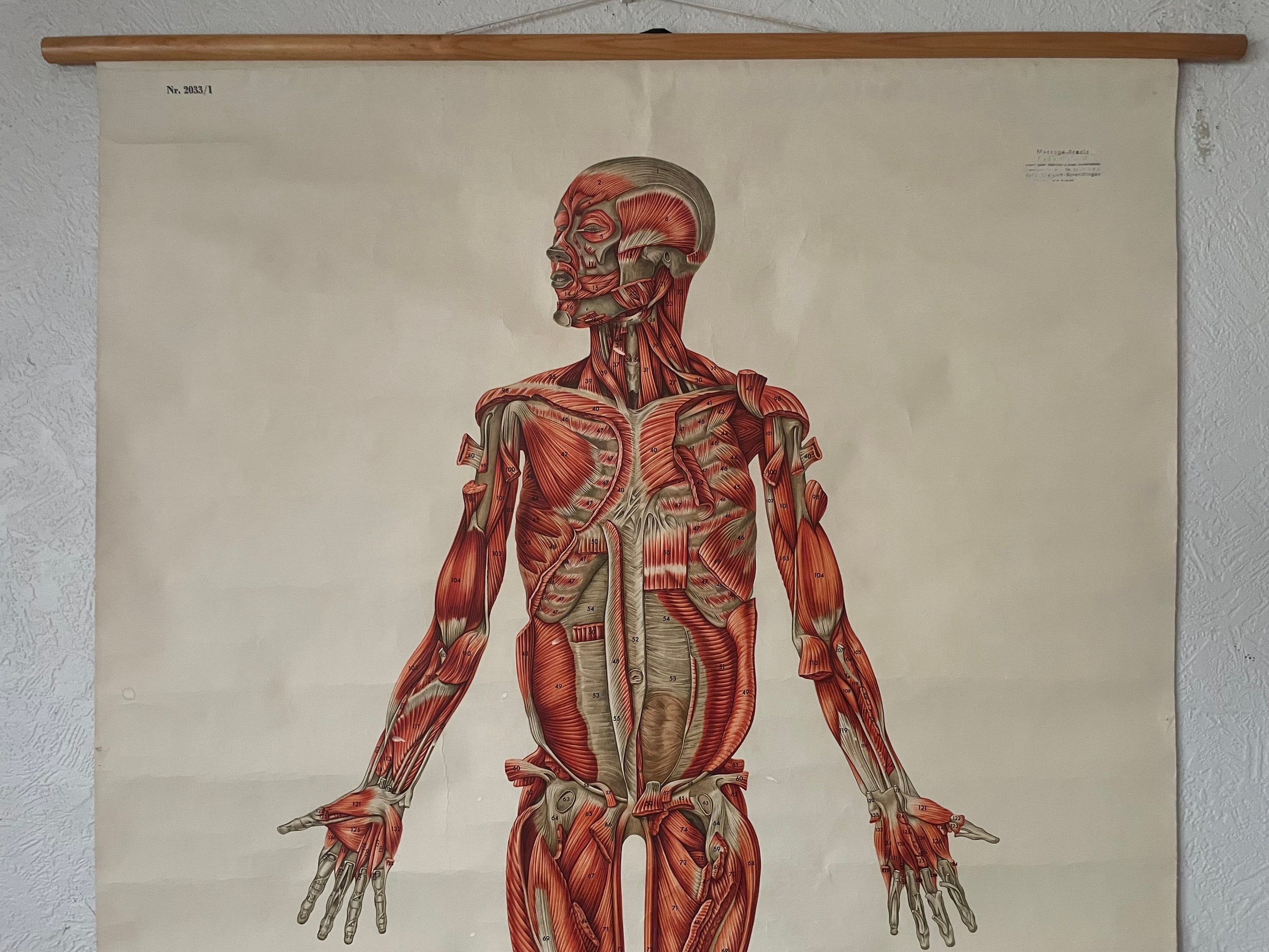 Vintage FULL BODY MUSCLES Educational Medical School Chart Anatomy ...