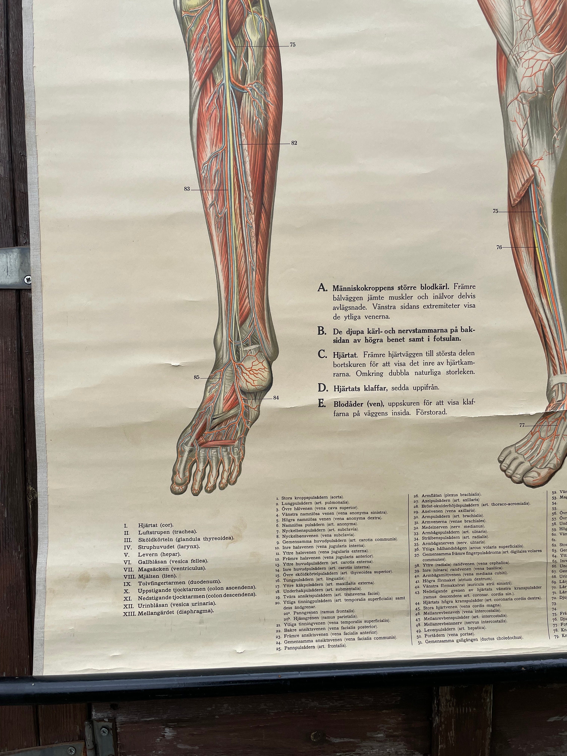 Vintage Full Body CIRCULATION Educational MEDICAL School Chart Anatomy ...