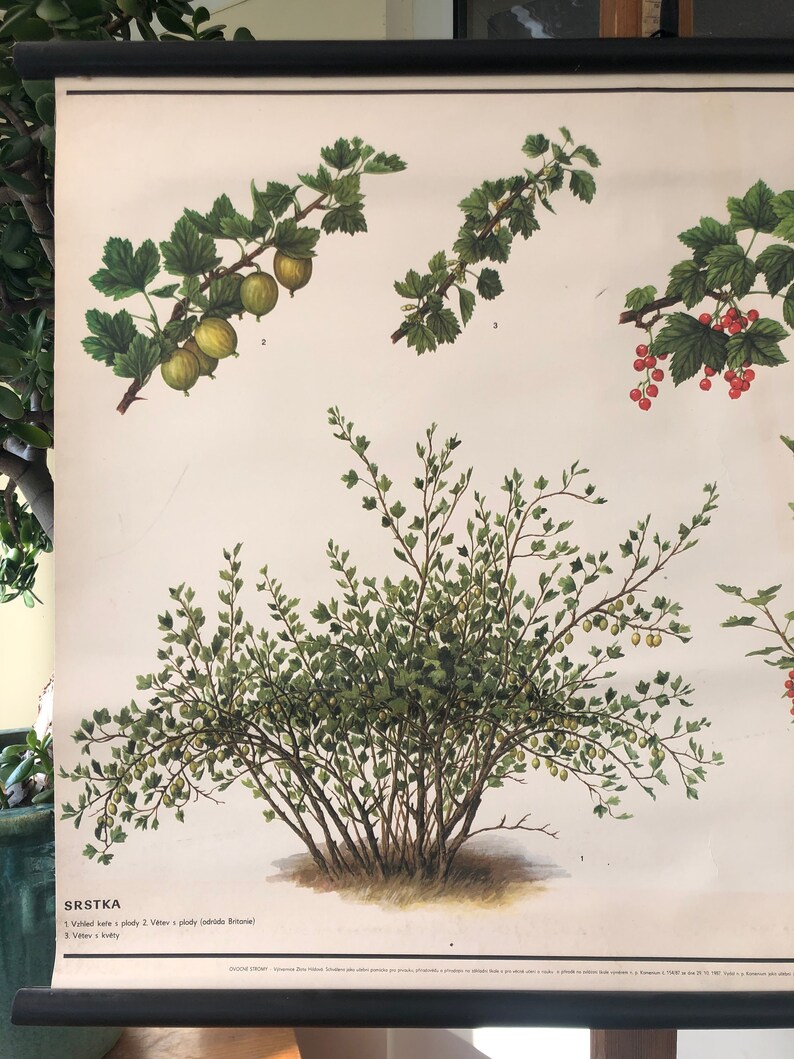 Vintage GOOSEBERRY & REDCURRANT BUSHES boanical school chart | Etsy