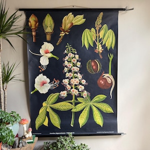 Vintage HORSE CHESTNUT school chart Jung Koch Quentell botanical poster BOTANICAL conkers