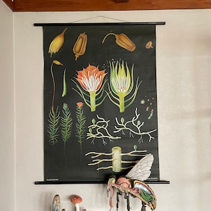 Vintage HAIRCAP MOSS school chart BOTANISCHE muur grafiek poster Jung Koch Quentell 1968