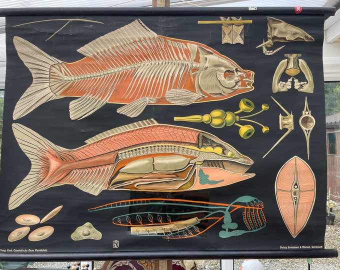 Rare Antique FISH School Chart Jung Koch Quentell Vintage 1902-1929 ...