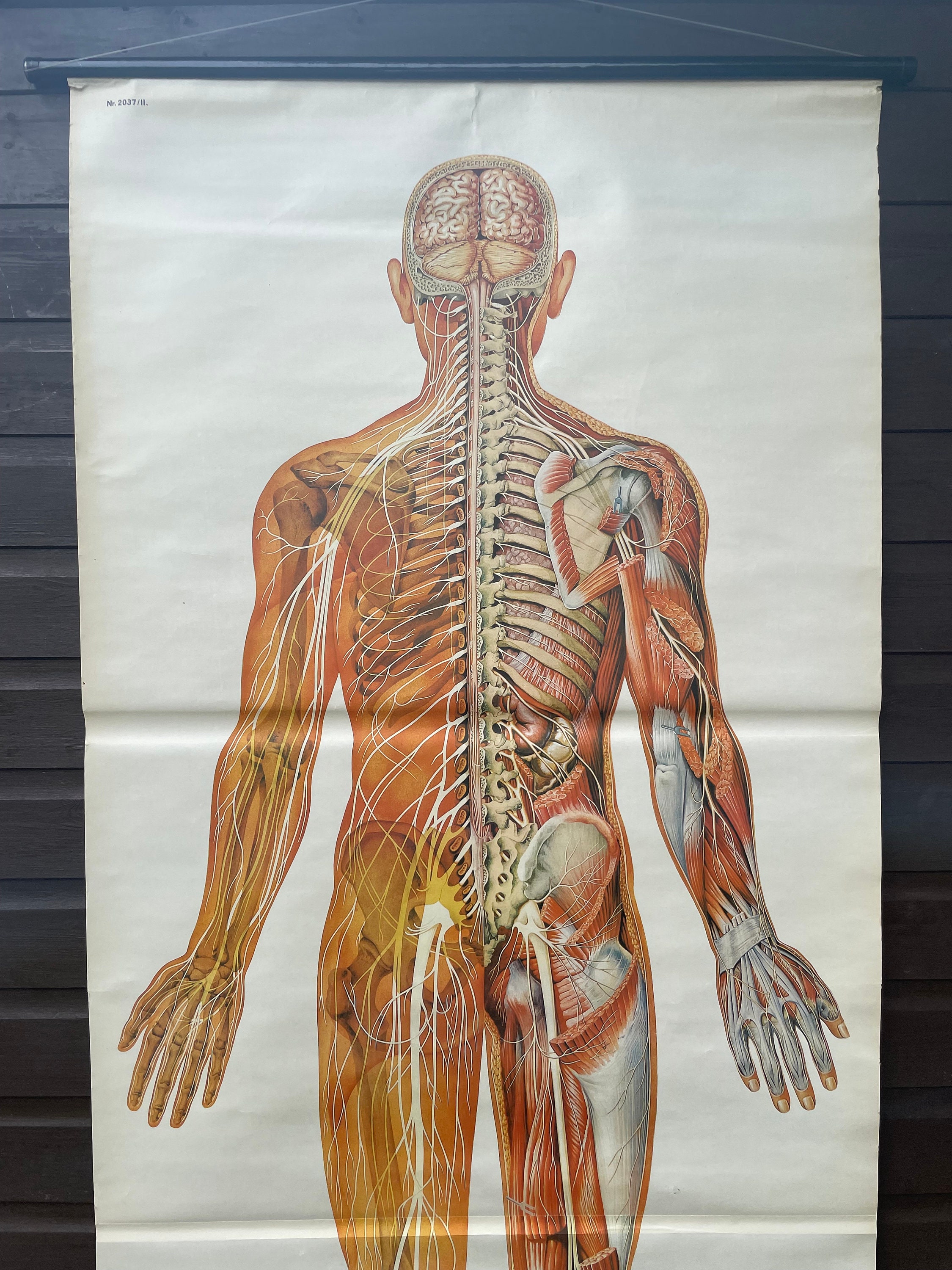 Vintage FULL BODY NERVOUS System School Chart Anatomy Roll Down Medical ...