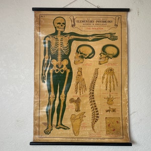 May include: Vintage educational chart illustrating the human skeleton. The chart features a full-body skeleton with labeled bones, including the skull, spine, and limbs. The chart is printed on paper with a brown background and green and red accents.