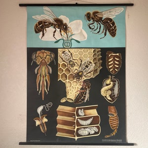 Carte scolaire vintage HONEY BEE par Jung Koch Quentell carte éducative d'anatomie affiche 1966.
