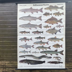 original vintage school chart of FRESH WATER FISH roll down school chart.
