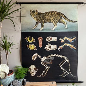Vintage roll down school chart of a DOMESTIC CAT by Jung Koch Quentell 1973 educational wall chart