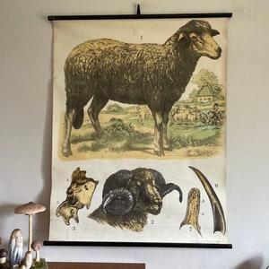 Carta scolastica vintage di SHEEP di J F Schreiber litografia circa 1889-1905 RAM