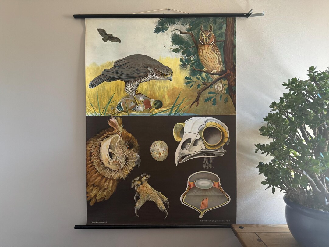 Vintage BIRDS OF PREY School Chart by Jung Koch Quentell. Raptors Linen ...
