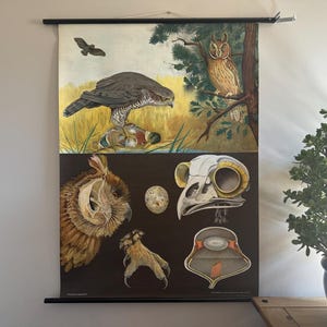 Vintage Greifvogel Schulkarte von Jung Koch Quentell. Raptors Leinenposter in Leinenoptik