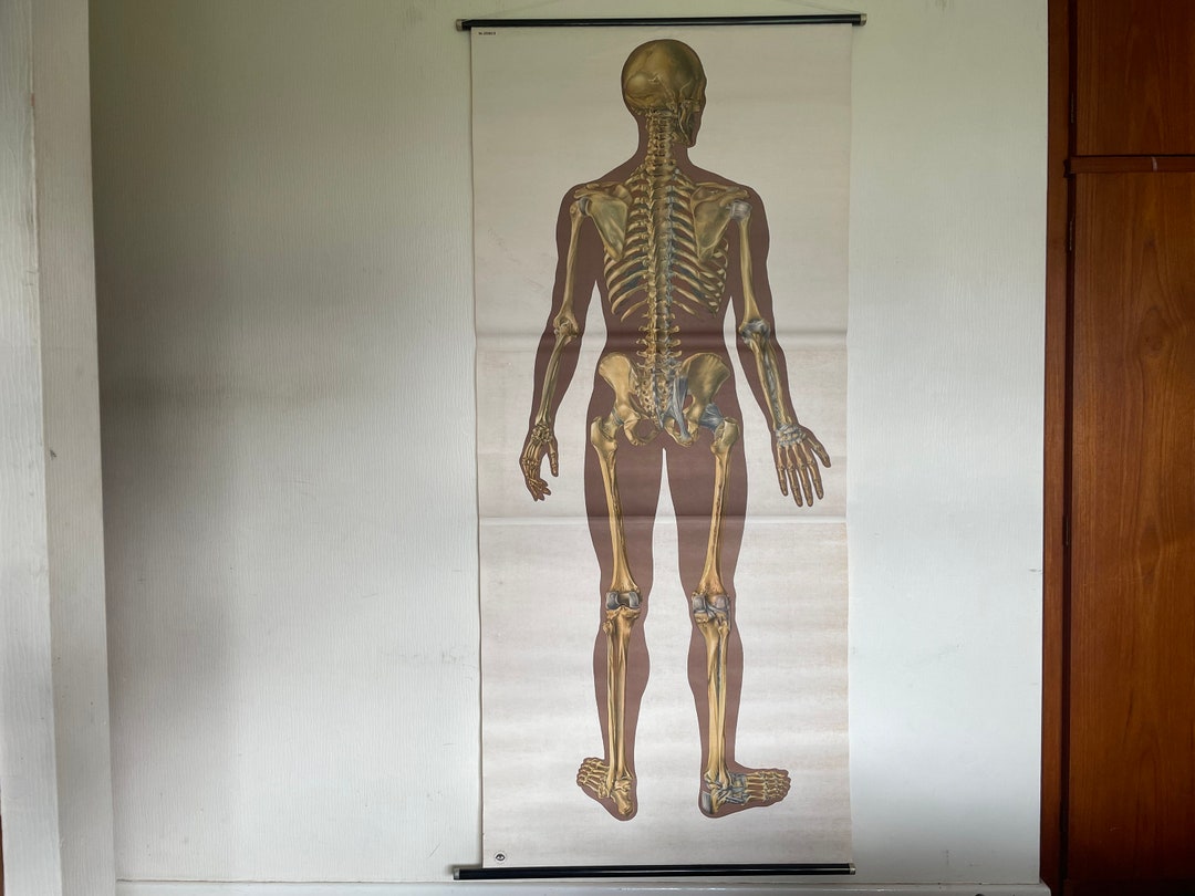 Vintage FULL BODY SKELETON School Chart Bones Anatomy Roll Down Medical ...