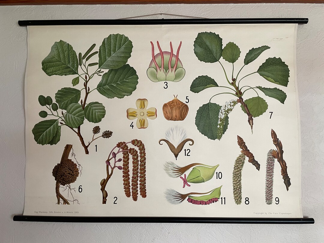 Vintage BLACK ALDER & ASPEN School Chart Danish Educational Wall Chart ...