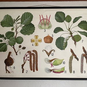 Vintage ZWARTE ELS & ASPEN schoolkaart Deense educatieve wandkaart lithografie Botanisch