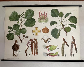 Vintage BLACK ALDER & ASPEN school chart Danish educational wall chart lithograph Botanical
