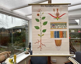 Vintage school chart of THE SPROUT  educational wall chart BOTANICAL  botany anatomy.