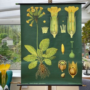 Vintage COWSLIP SLEUTELBLOEM schoolkaart Jung Koch Quentell BOTANICAL primula officianalis 1963