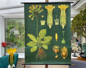 Vintage  COWSLIP PRIMROSE school chart Jung Koch Quentell BOTANICAL primula officianalis 1963