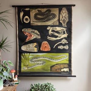 May include: Vintage educational chart with detailed illustrations of snakes and their anatomy. The chart includes drawings of snake skeletons, open mouths, and various snake species, set against a black background with a wooden rod.