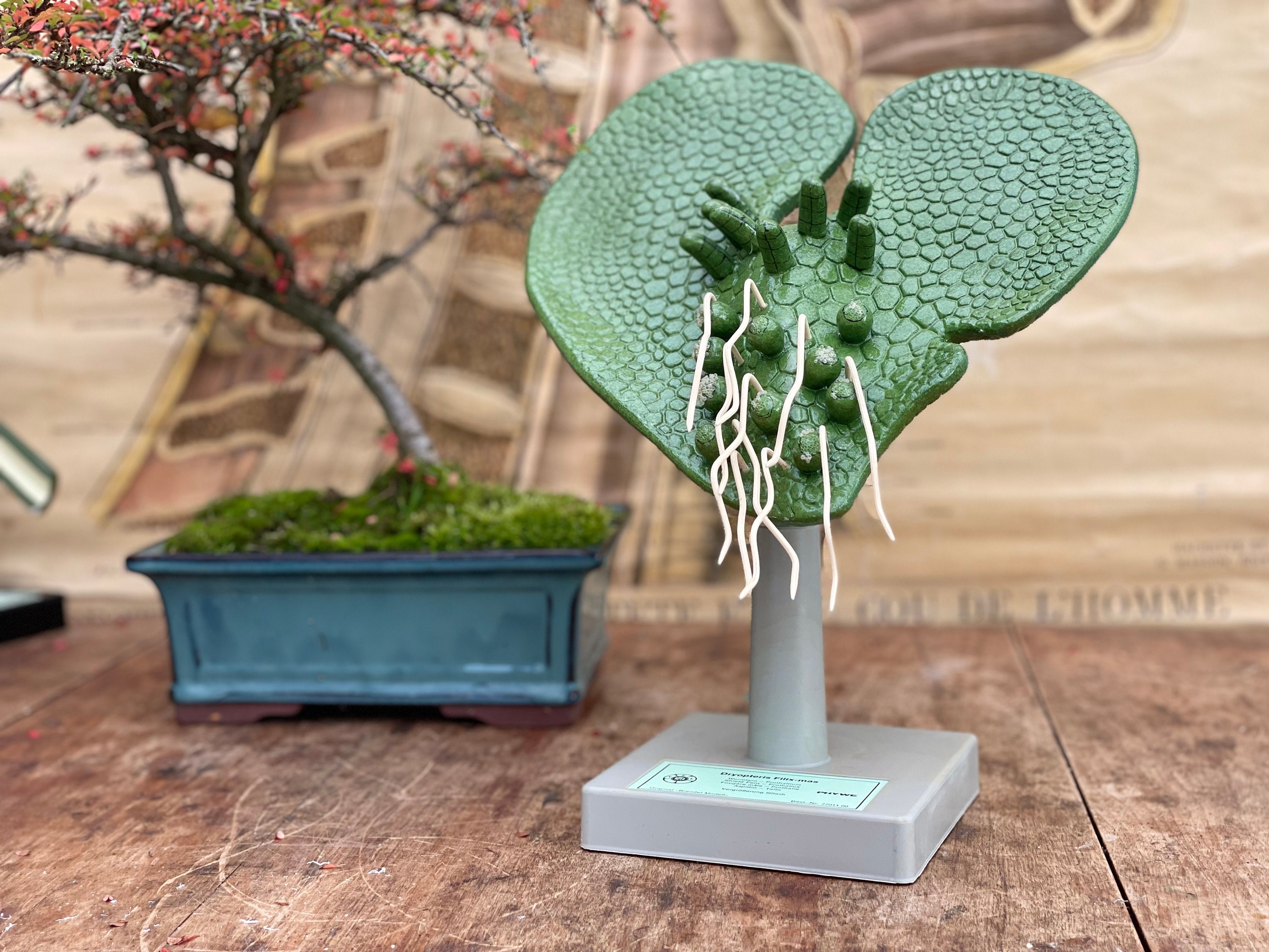 Vintage Phywe SHIELD FERN PROTHALLUS Educational Model Botanical