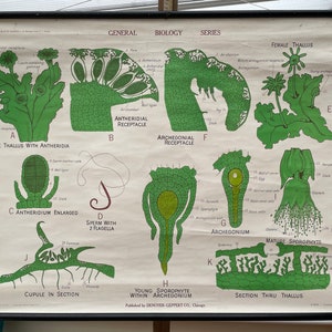 Grafico vintage roll down di LIVERWORTS di Denoyer Geppart USA 1968 BOTANICAL school chart