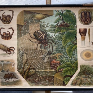 Vintage SPINNE Schulkarte ARACHNIDS Lehrkarte, Lithographie 1900-1930