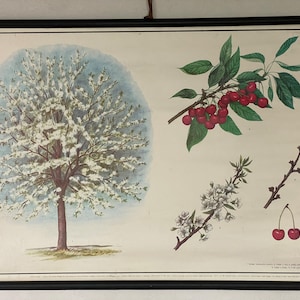 Cartaz escolar vintage de botânica da CHERRY TREE BOTANICAL