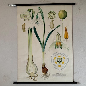 Vintage schoolkaart SNOWDROP BOTANICAL educatieve poster FLOWER