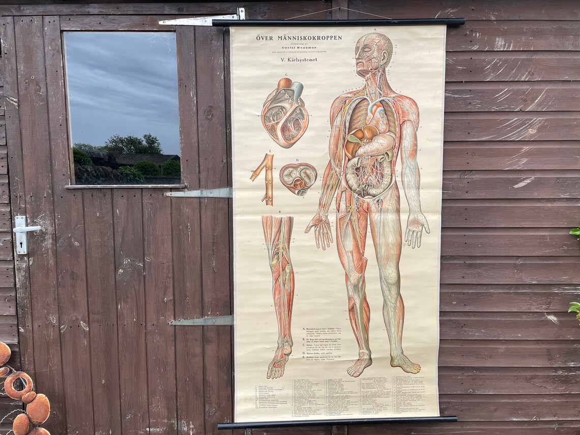 Vintage Full Body CIRCULATION Educational MEDICAL School Chart Anatomy ...