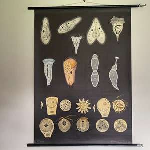 Vintage PROTOZOA school chart by Jung Koch Quentell poster wall hanging protist