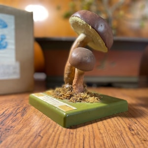 Vintage Somso BAY BOLETE MUSHROOM educational model Botanical Porcini Cep Bolete boletus badius