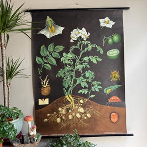 Vintage POTATO school chart Jung Koch Quentell poster BOTANICAL educational chart. 1974