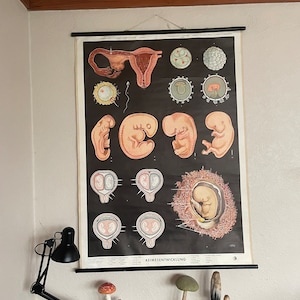 Vintage Schulwandkarte der EMBRYOS ENTWICKLUNG Biologie Biologie Genetik Schwangerschaft 1960