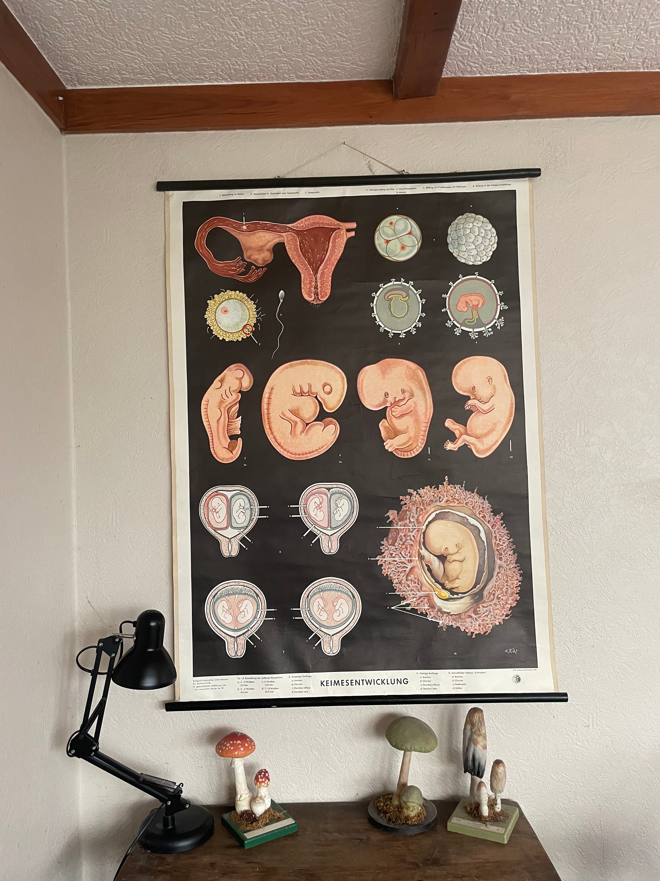 Vintage Embryo Development Chart: 1960s Medical School Biology
