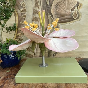 May include: A vintage anatomical model of a pink flower with yellow stamens on a green base. The model is displayed against a background of a vintage anatomical chart.