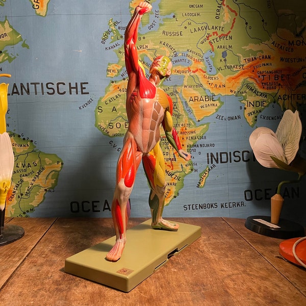 Vintage SOMSO MACHO MUSCLE Figura modelo educativo Anatomía modelo con codificación de color para nervios.
