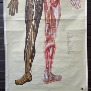 Vintage Full Body NERVOUS SYSTEM Educational Medical School Chart ...