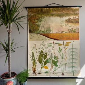 Vintage schoolkaart van het NUTRIENT POOR MOORLAND-meer. Botanische muurkaart oprollen.