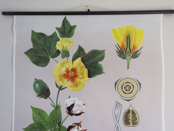 Hagemann Botanical Charts