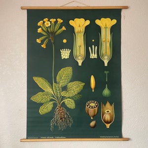 Carta escolar vintage COWSLIP PRIMROSE Jung Koch Quentell BOTANICAL primula officianalis 1955-165 litografia