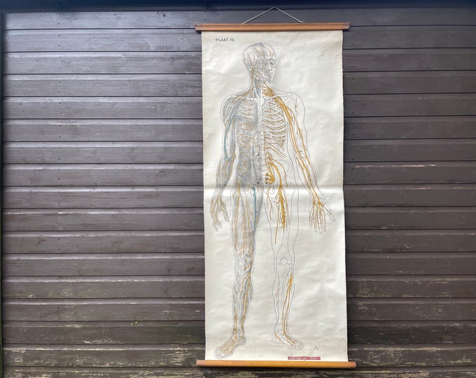Vintage Full Body LYMPHATIC System Educational MEDICAL School Chart ...