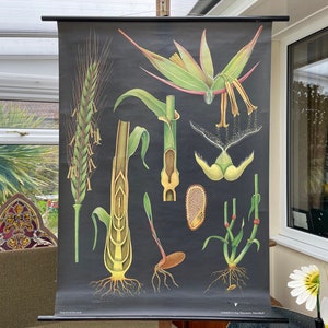 Vintage ROLGLAS Schulkarte Jung Koch Quentell botanisches Plakat BOTANIK Getreide 1964.