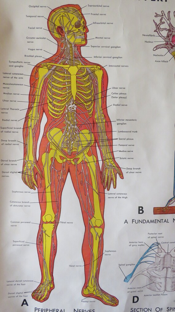 Nerves In Body Chart