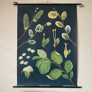 Vintage GEITEN WILGEN schoolkaart Jung Koch Quentell wilg botanische muurkaart 1965 wilg