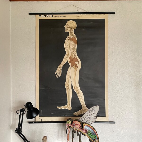 Human Anatomy Skeleton Poster - Etsy