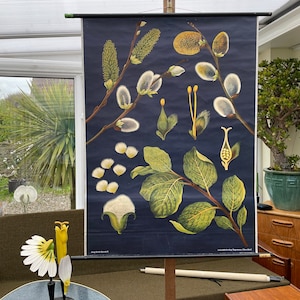 Vintage GOAT WILLOW TREE school grafiek Jung Koch Quentell pussy wilg botanische muur grafiek 1965