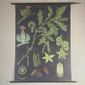 vintage BOTANISCHE Schulkarte der Eiche von Jung Koch Quentell Roll-Down-Lernposter.