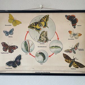 Vintage Schulkarten von BUTTERFLIES & MOTHS Rollkarte.